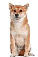perro de raza akita inu