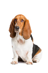 perro de raza basset hound