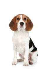 perro de raza beagle