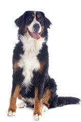 perro bernes de la montaña
