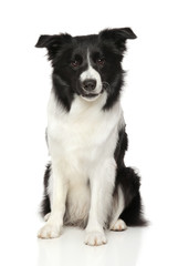 perro de border collie