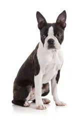 Perro boston terrier