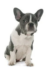 Perro bulldog frances