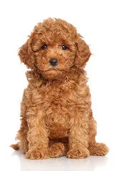 Perro de raza caniche