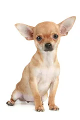 perro chihuahua