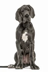perro de raza gran danes