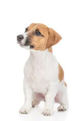 jack russell