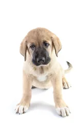 Criadero de perros de raza mastin español