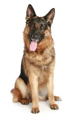 Perro de raza pastor aleman