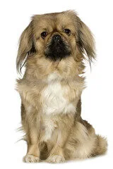 perro pekines