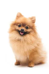 perro de raza pomerania