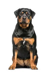 criadero de perros de raza rottweiler