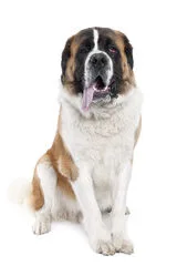 Perro San Bernardo