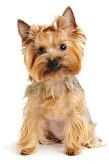 perro de raza yorkshire