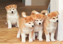 Perros de raza akita inu