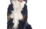 perro de raza bernes de la montaña
