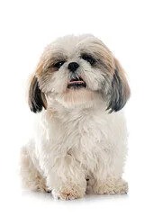 perro de raza shih tzu