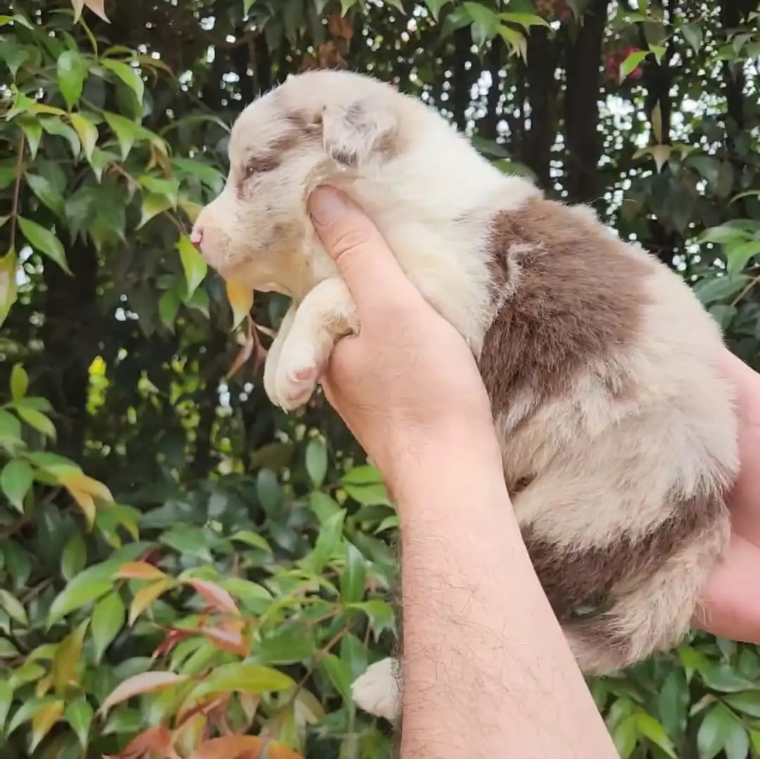 border collie red merle