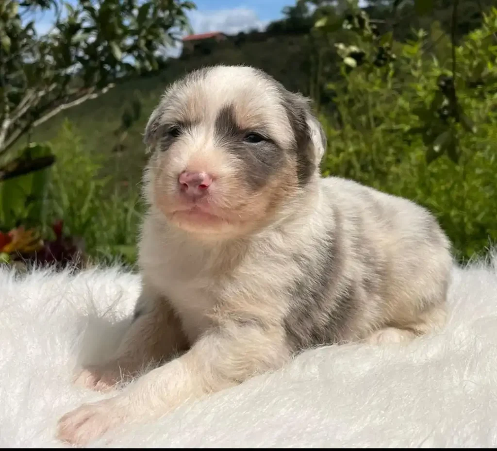 border collie tricolor