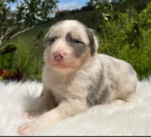 border collie tricolor