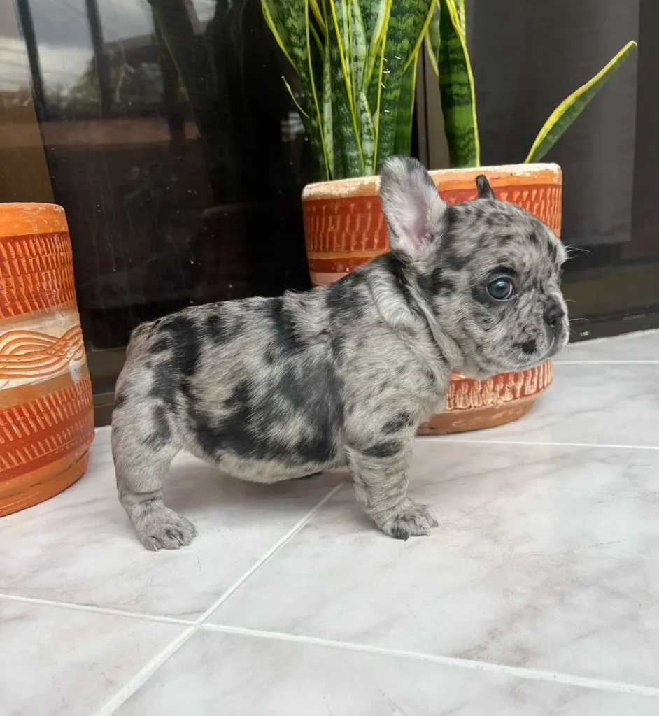 Bulldog frances Black Merle