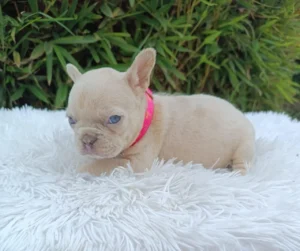 bulldog frances cachorro Bulldog frances cachorro