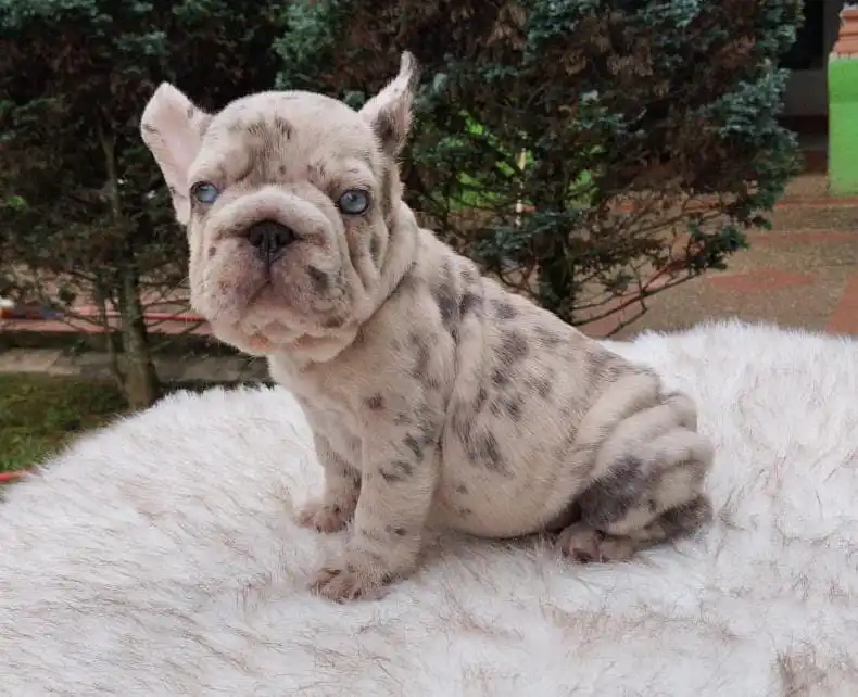Bulldog Frances Merle Big Rope