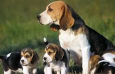 perro beagle precio