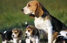 perros de raza beagle