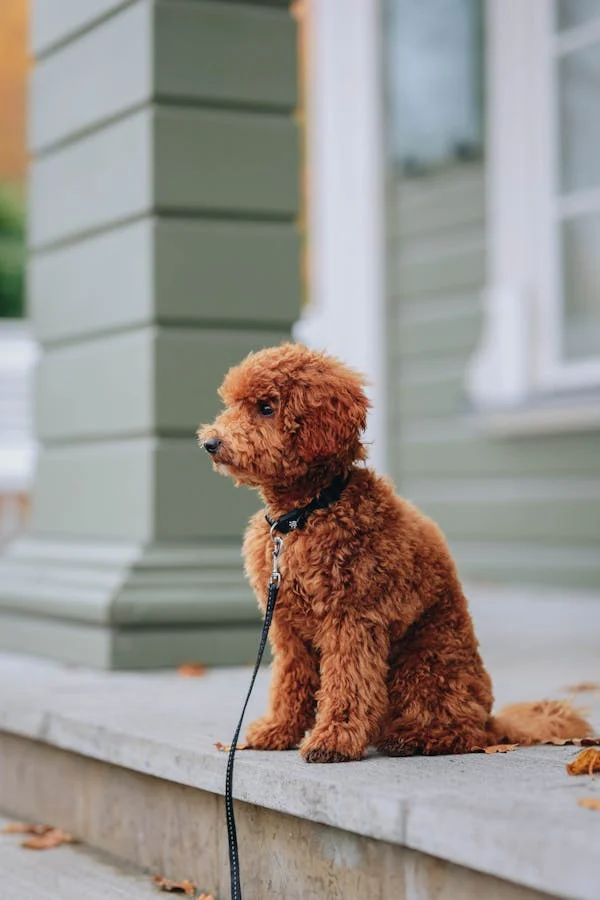 Caniche Toy Rojo