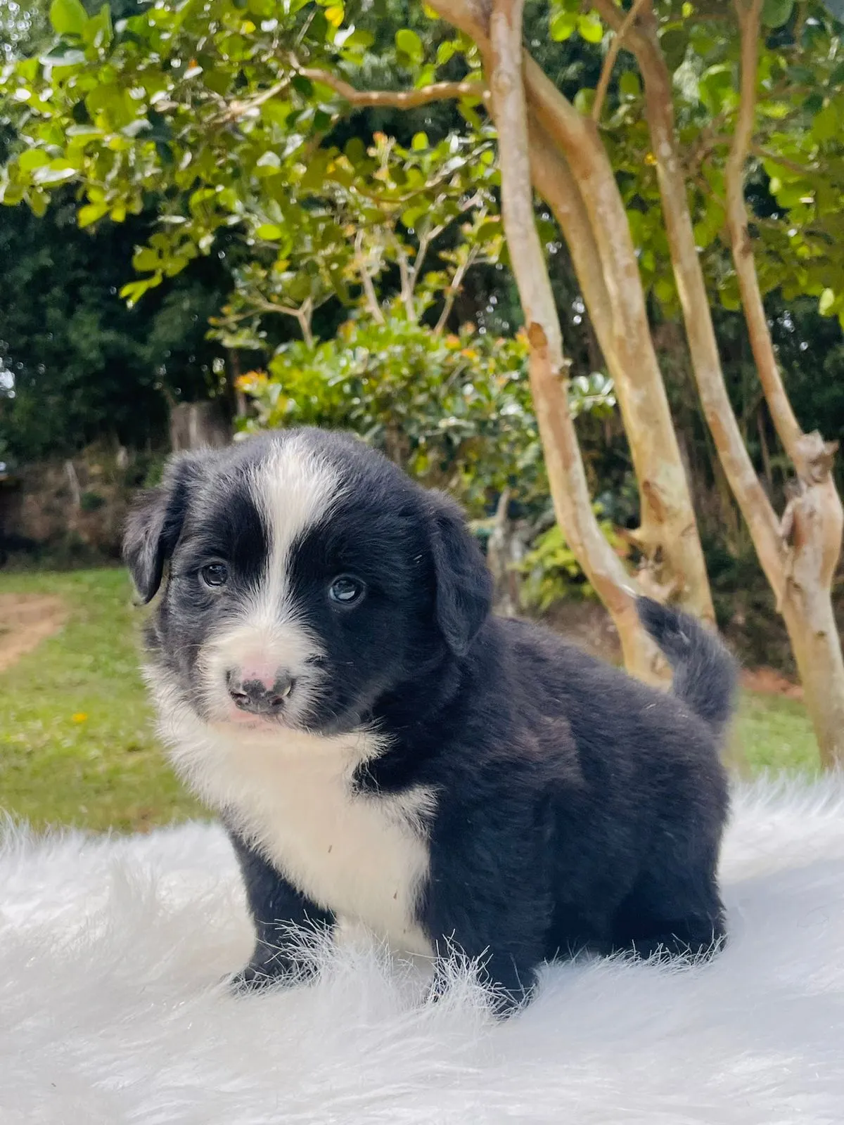 Border collie cachorro