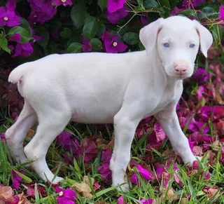 doberman albino