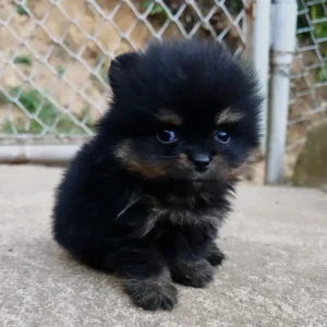 pomerania negro