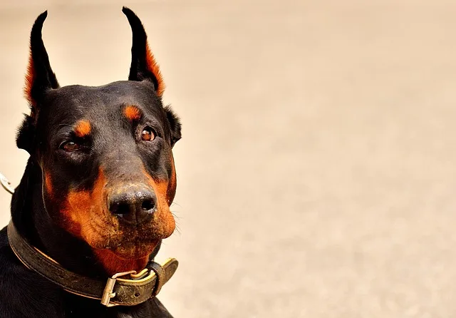 doberman medellin doberman medellin