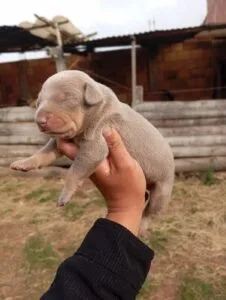 doberman bebe doberman bebe