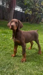 doberman europeo doberman cafe