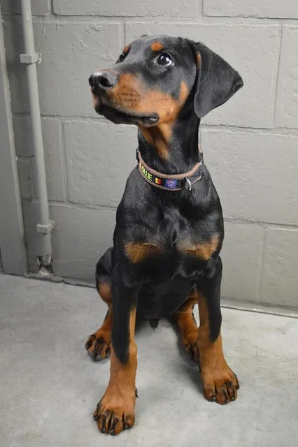 doberman negro