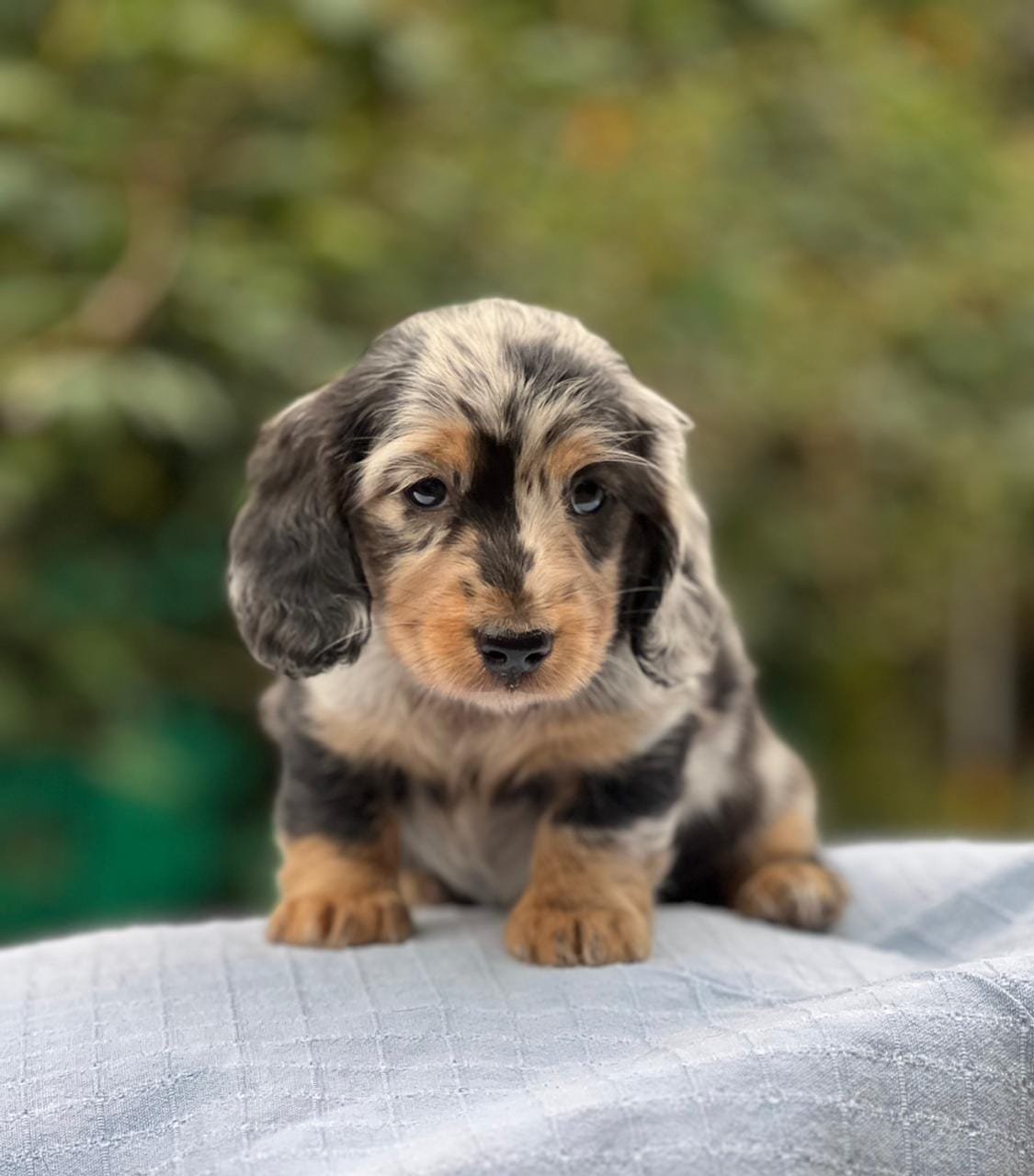Teckel En Medellin Criadero De Perros Medellin Colombia Teckel En Medellin Criadero De Perros Medellin Colombia